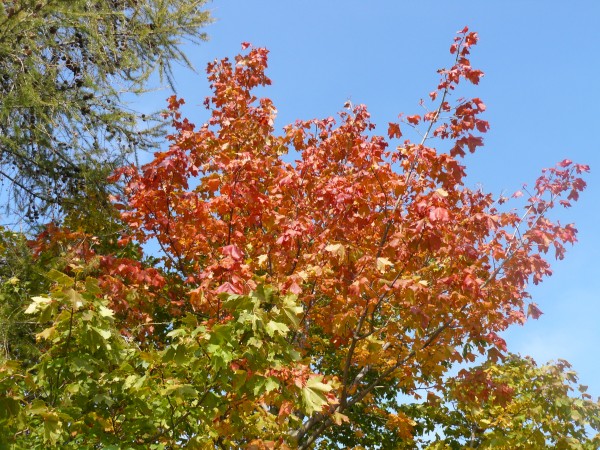 P1060905